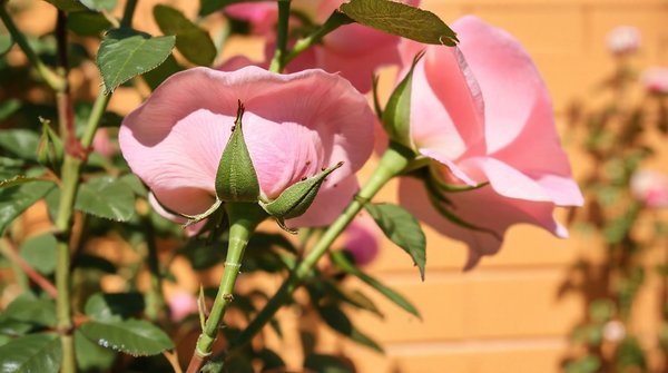 Les meilleures solutions naturelles pour chasser les pucerons des rosiers